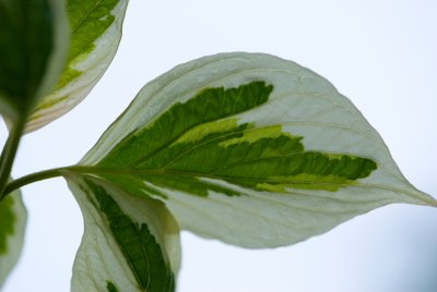 Cornus controversa 'Variegata' - svída sporná - list